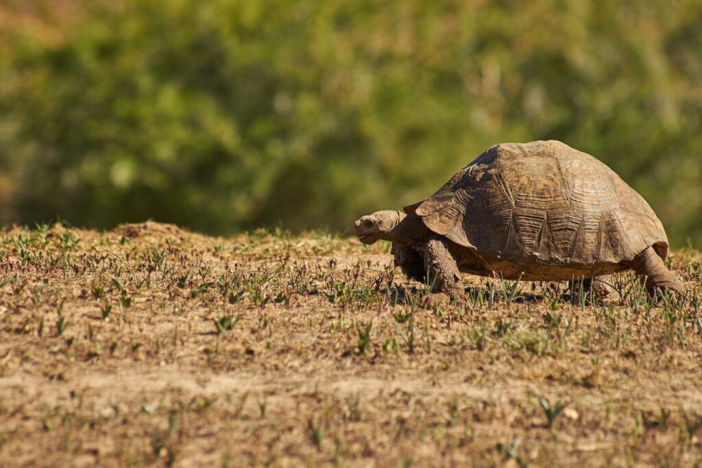 brown turtle on brown grass during daytime