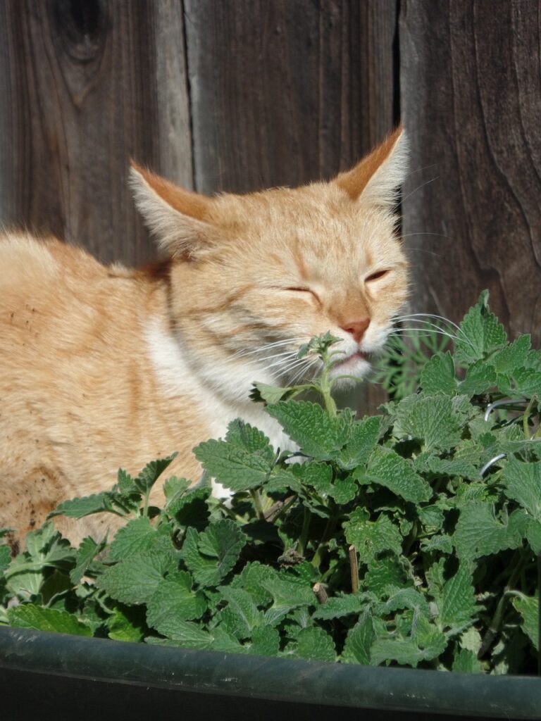 anakbisa, kenapa kucing suka catnip,