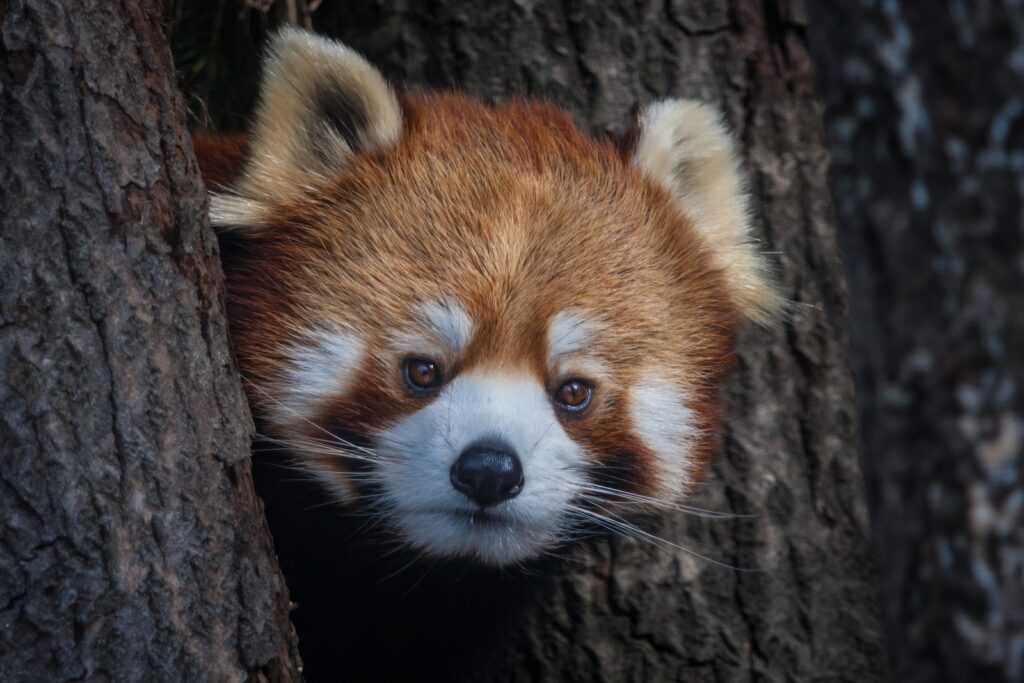 anakbisa, panda merah,