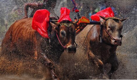 karapan sapi, anakbisa, olahraga tradisional, madura,